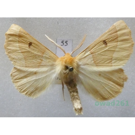 Crocallis elinguaria (Linnaeus, 1758) male Czech55